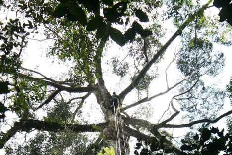 Tree from Minecraft Found to Be the Tallest in the Tropics