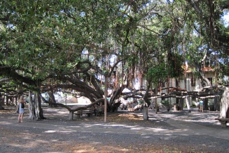 Lahaina Banyan Tree