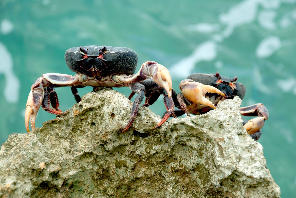 Black crab