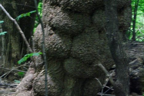 Burled Forest 