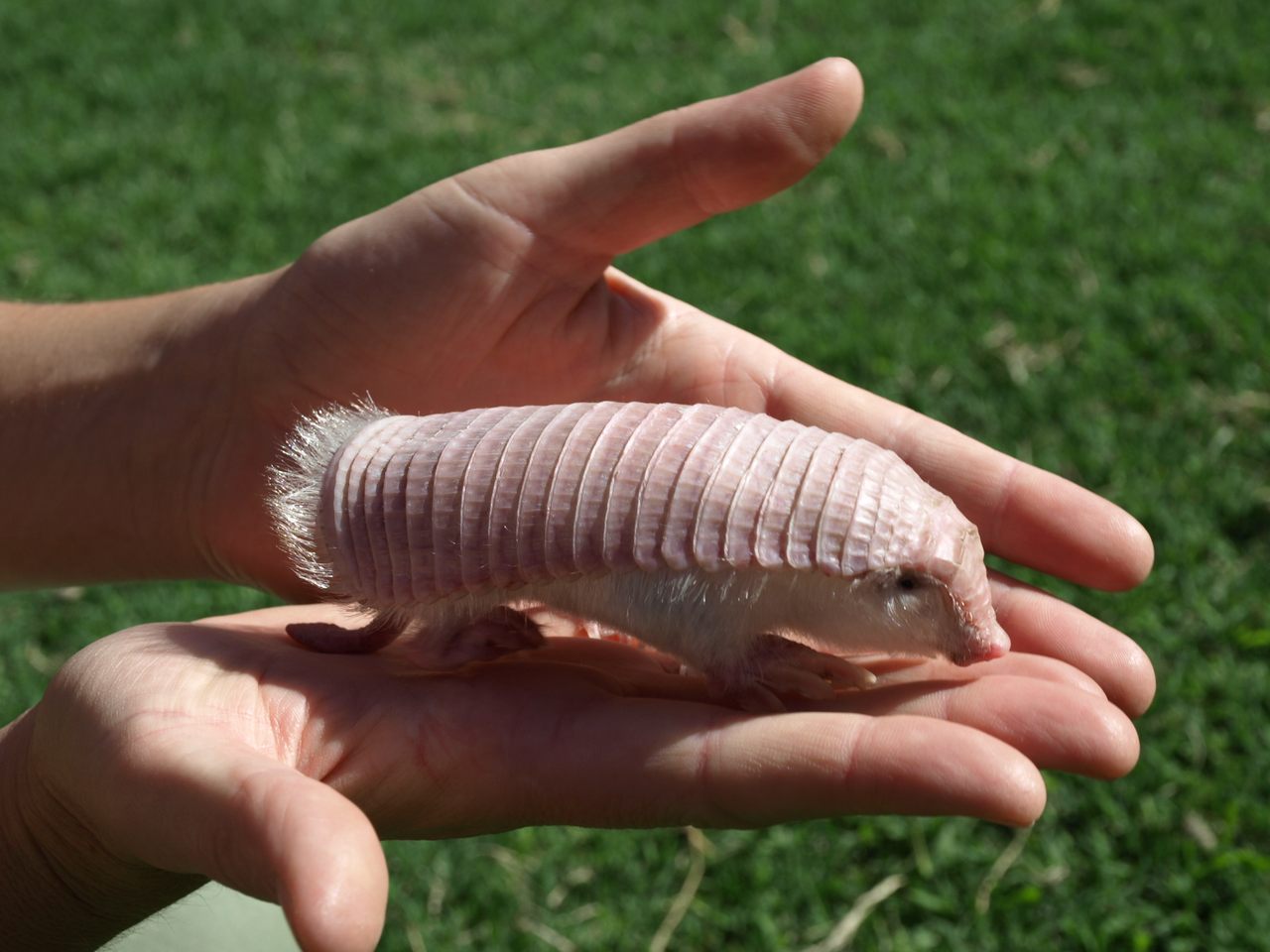 The pink fairy armadillo has adapted to life underground and is so rarely spotted that scientists know very little about the species.