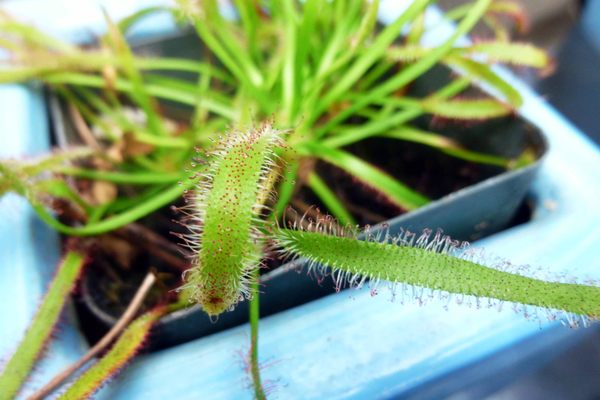 Sundew