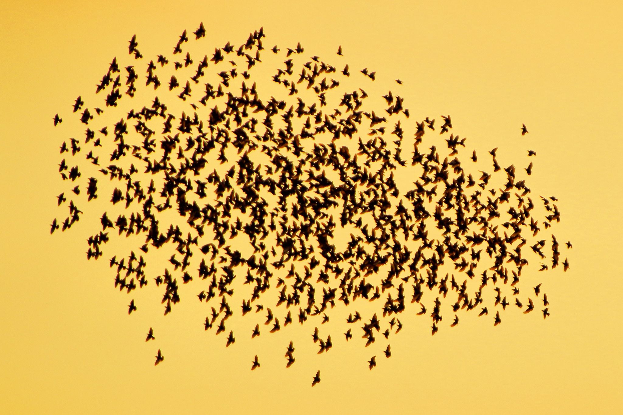A starling murmuration. 