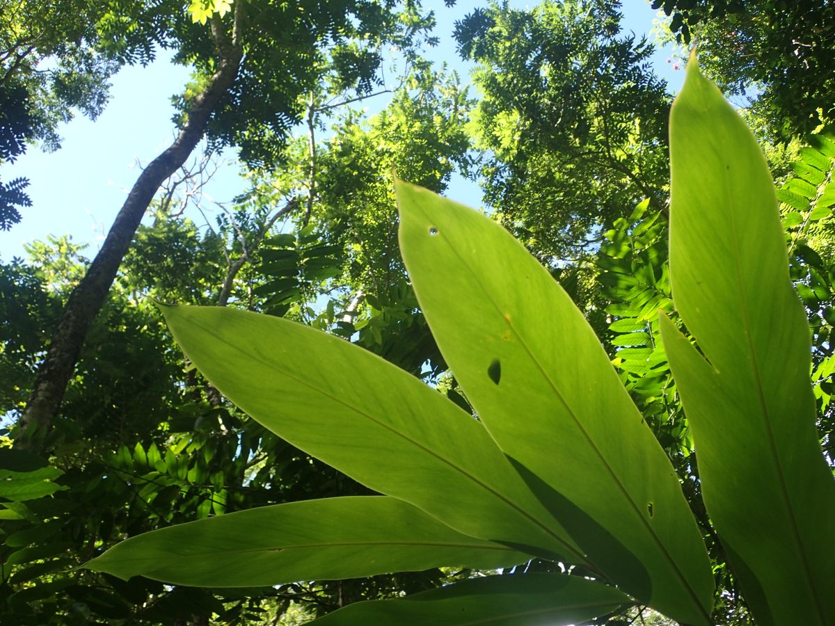 Seen from below, a Tahitian tree snail rests in full sun.