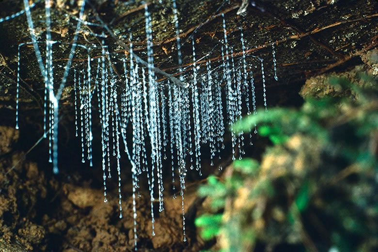 See thousands of glowworm hanging peacefully abovehead, forming a magnificent bioluminescent cosmos.