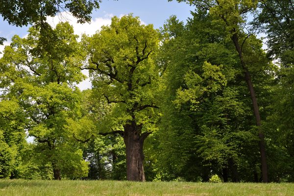 The Oak Jozef 