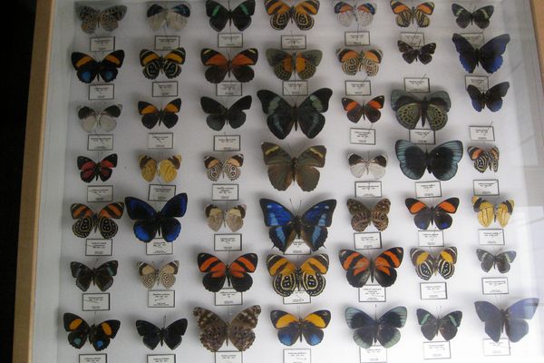 Butterflies at Insectropolis in New Jersey.