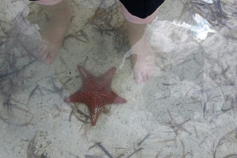 starfish point
