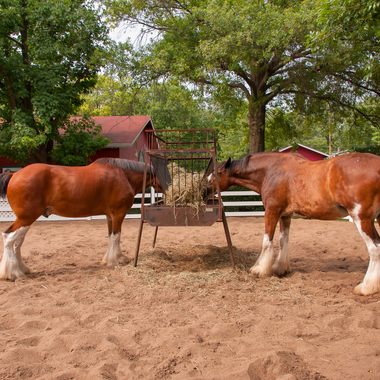 Clydesdale horses