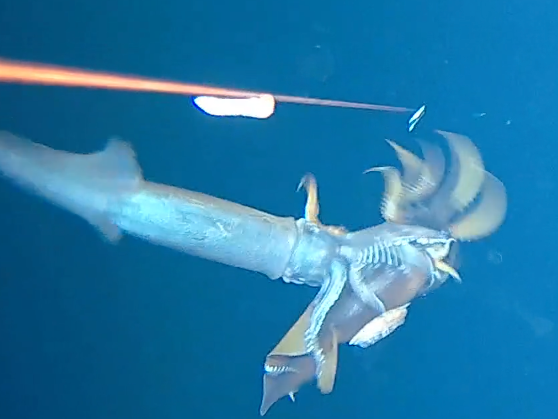 A Squid-on-Squid Ambush - Atlas Obscura