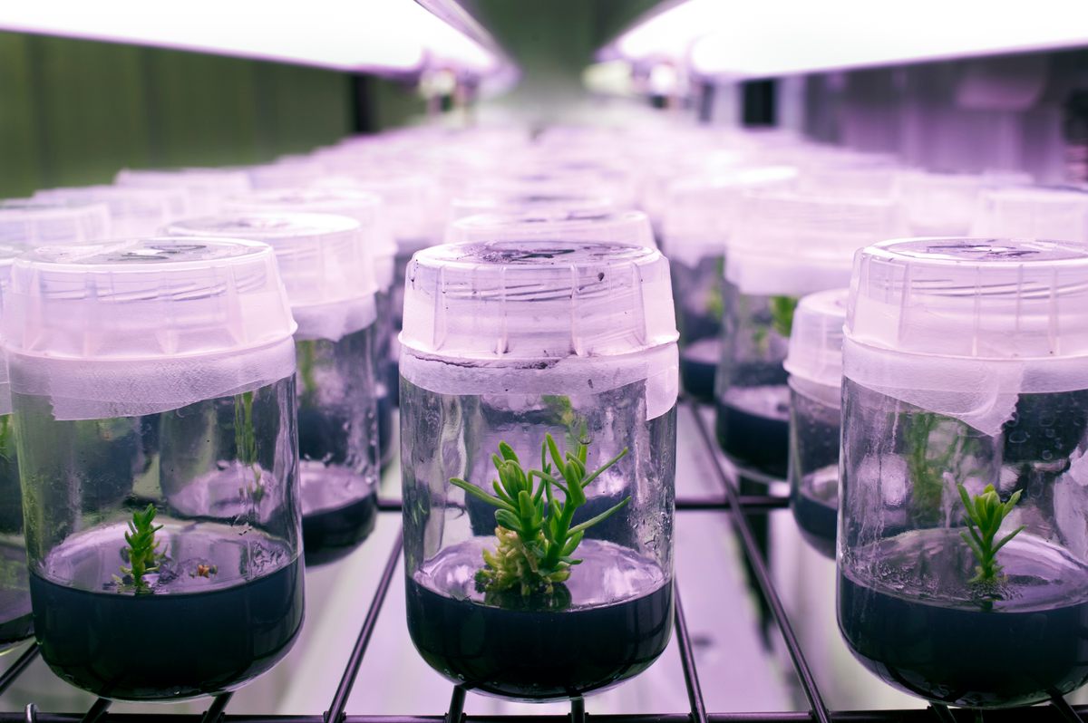 Plant culture. Клонирование растений. In vitro растения. Микроклонирование растений. Клонирование цветов.