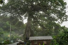 Approaching the tree while driving on the main road. 