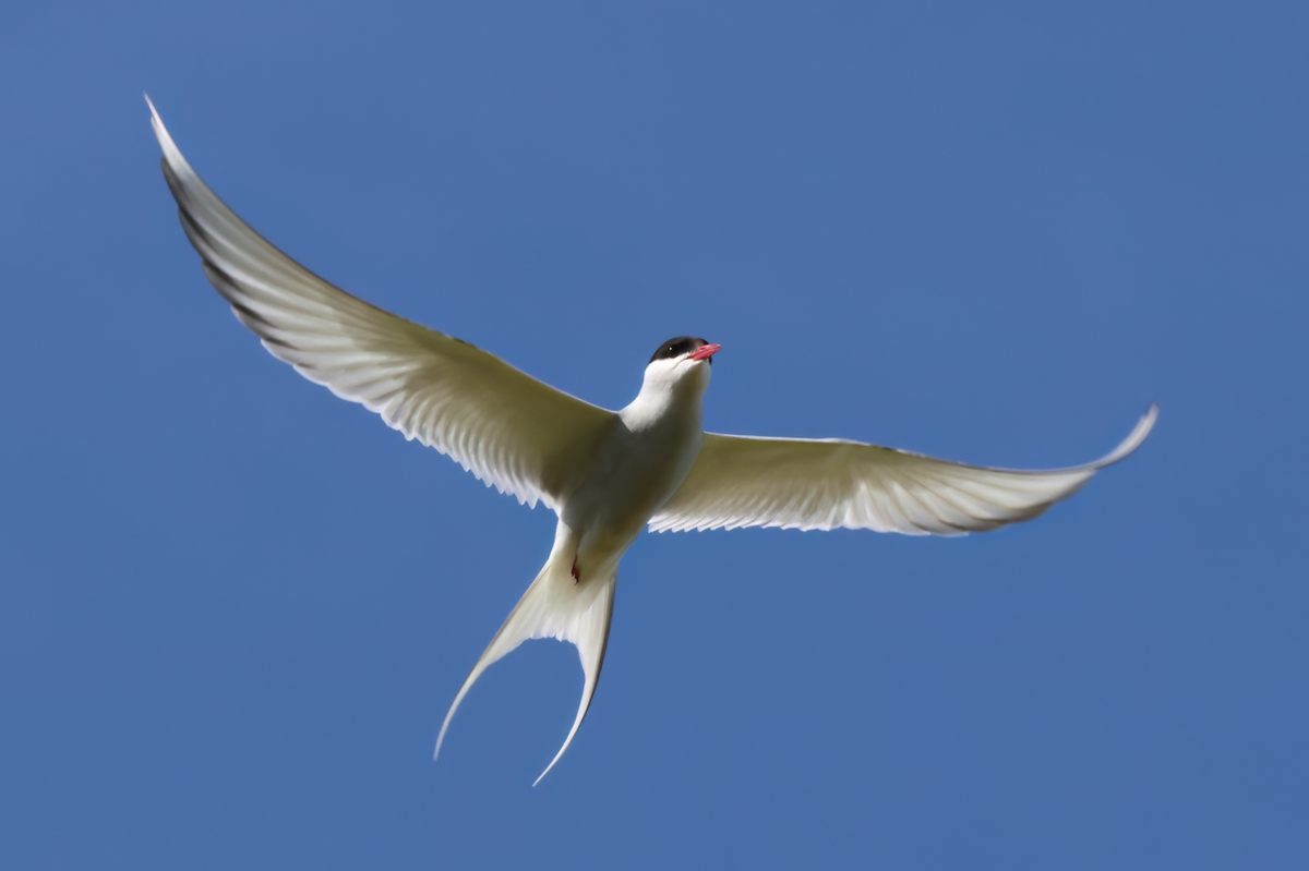 An Arctic tern in flight; the seabirds were a critical source of food for the Beothuk people of Newfoundland, and also likely inspired some of their funerary traditions.