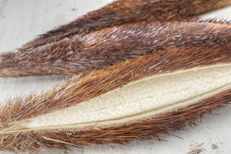 Chapaya