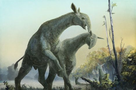 Mark Witton's reconstruction has a short proboscis and medium sized ears.