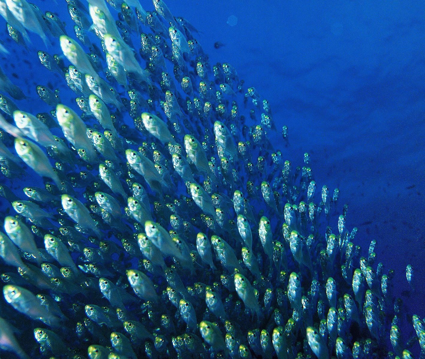 Are these fish individual enough to get their own pronouns?