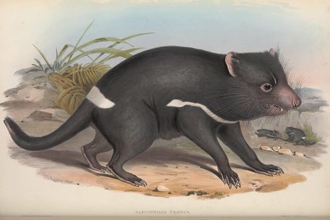 The Tasmanian devil, a talisman of Australian wildlife, was catalogued and illustrated by John and Elizabeth Gould in the mid-19th century, then rendered as a lithograph by H.C. Richter.