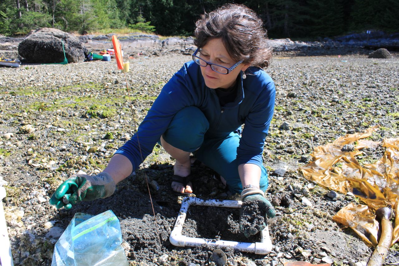 Dana Lepofsky examines clam shells at an archaeological site. 