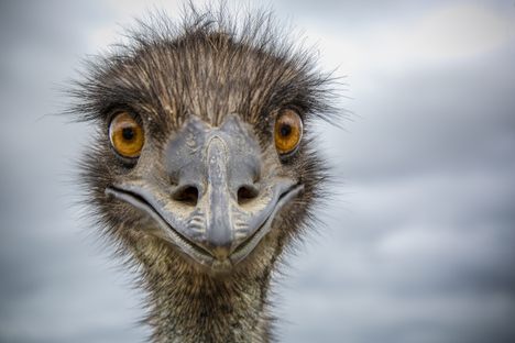 Australian emu.