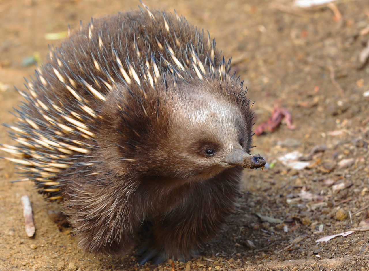 Despite looking like it has borrowed parts from hedgehogs, anteaters, and porcupines, the echidna has followed its own fascinating evolutionary path.
