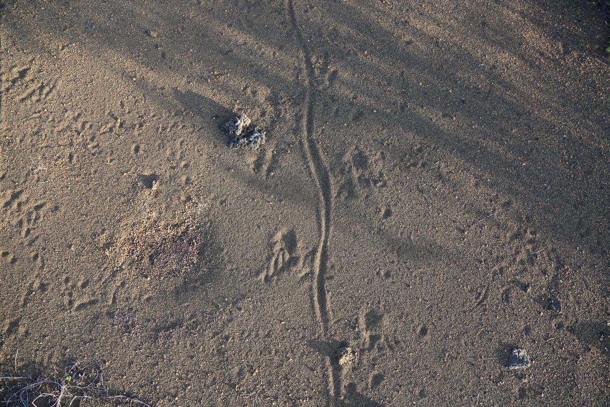 These lizards have evaded human-caused extinction numerous times—in part thanks to human help.
