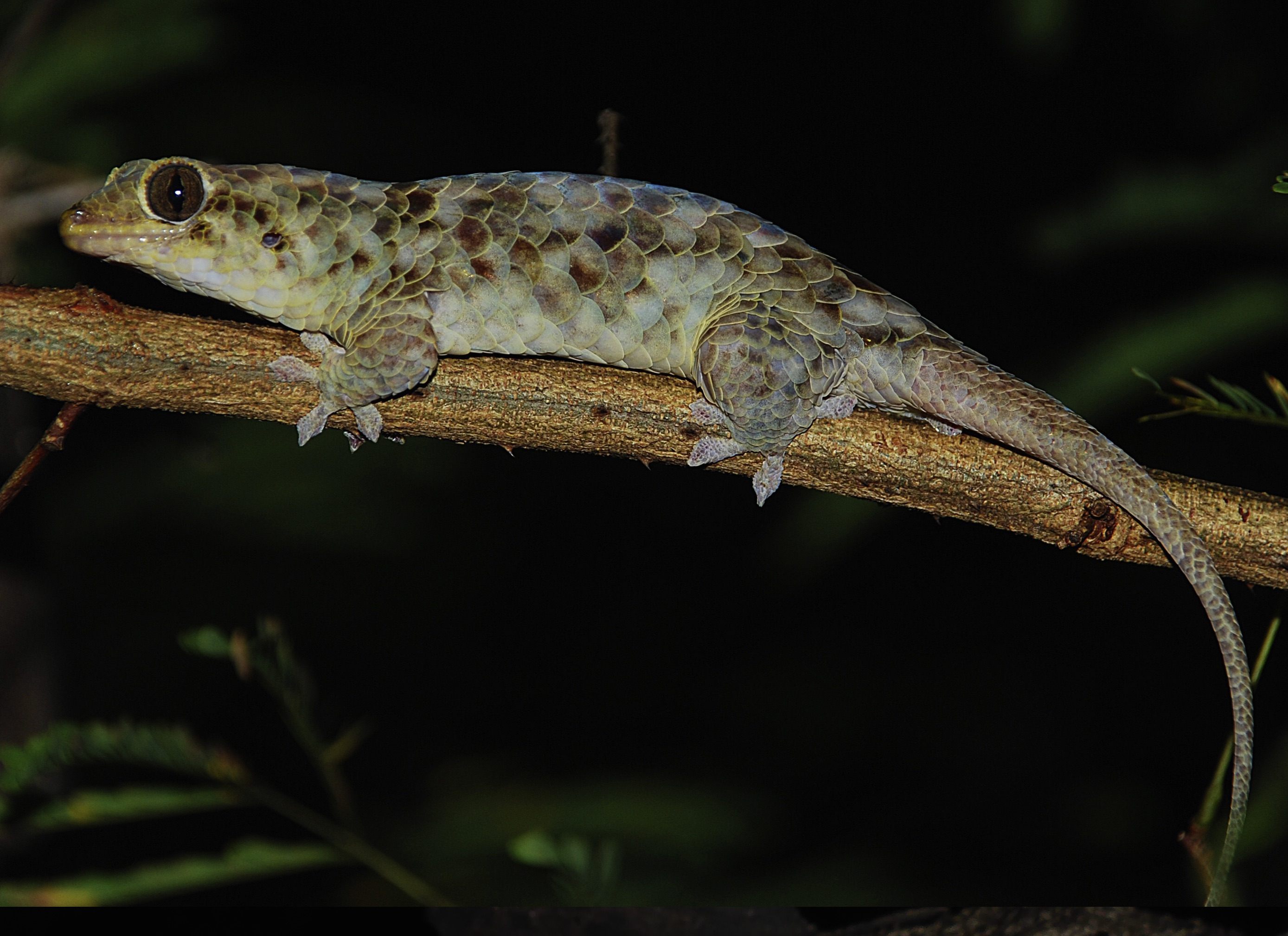 Found: A Gecko That Loses Its Giant Scales if It Is So Much as Touched -  Atlas Obscura
