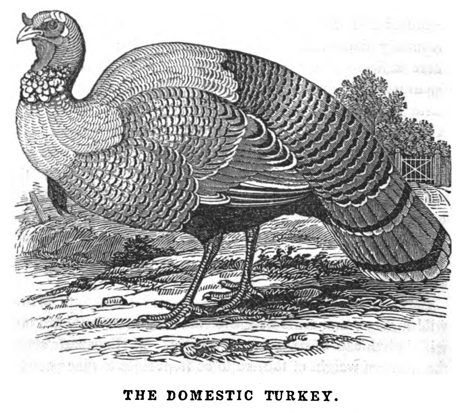An engraving of a domestic turkey from Bennett's 1850 book.