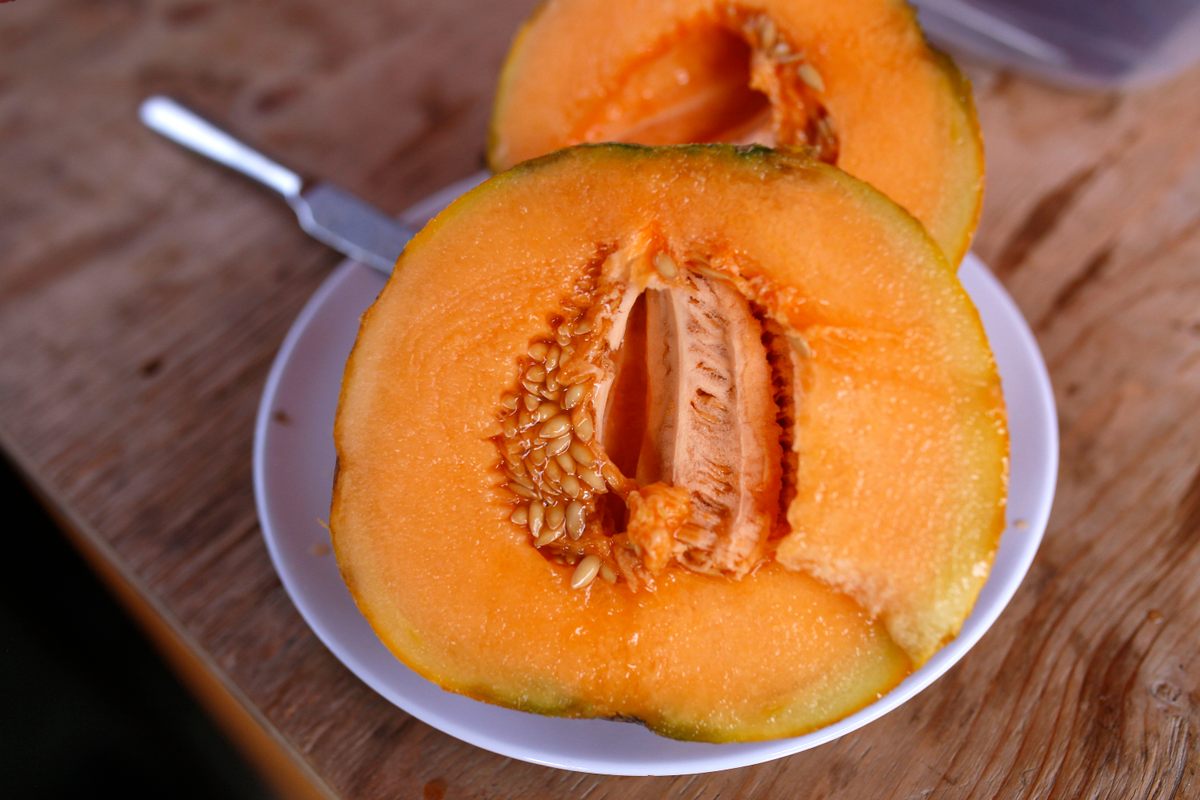 An Oka melon at Jardins de l’Écoumène.