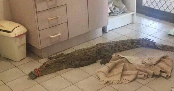 A Stranger (Apparently) Left a Crocodile in This Teen's Bathroom ...