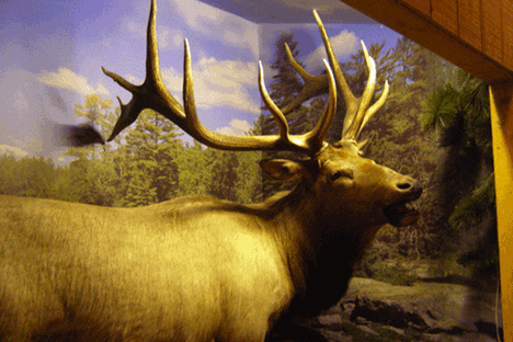 Spirit of the Woods Museum