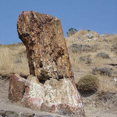 Petrified wood near Sigri, Lesbos, Greece 2006