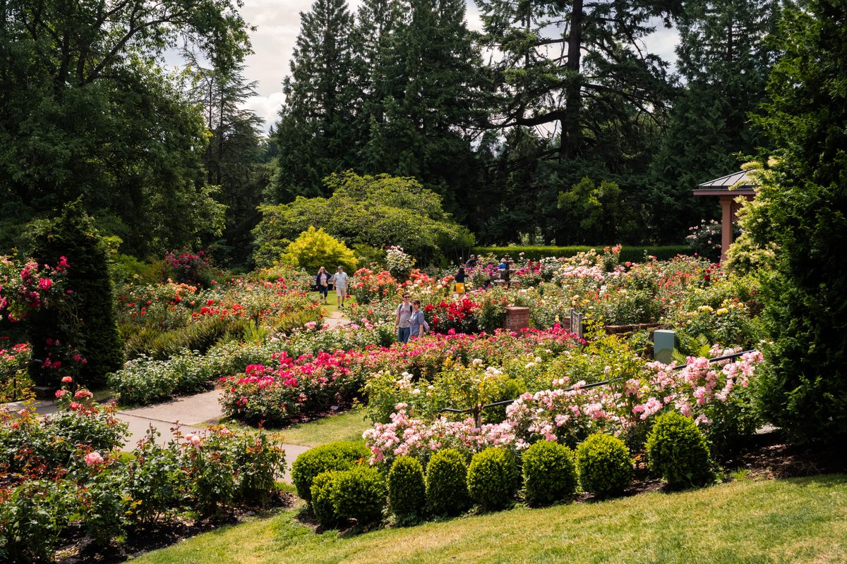 A Botanical Showdown Planted the Seed for Portland’s International Rose ...