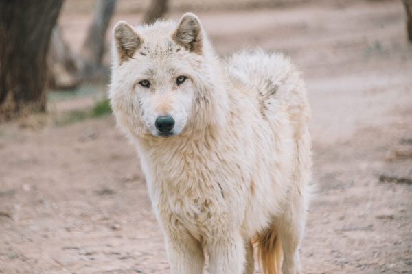 Mowgli, a wolf-dog hybrid