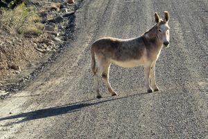 Diamond Creek in Peach Springs, Arizona