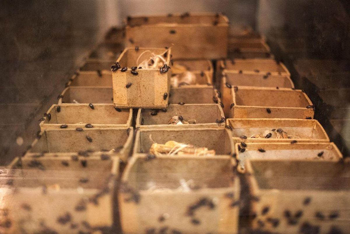 At the Smithsonian's Osteo Prep Lab in Maryland, the dermestid beetles are still hard at work.