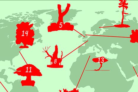 A Map of the World's Most Superlative Trees