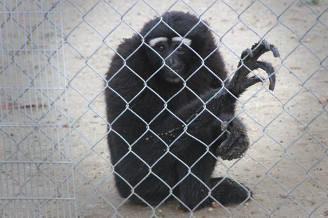 Gibbon Conservation Center, 10/4/2015