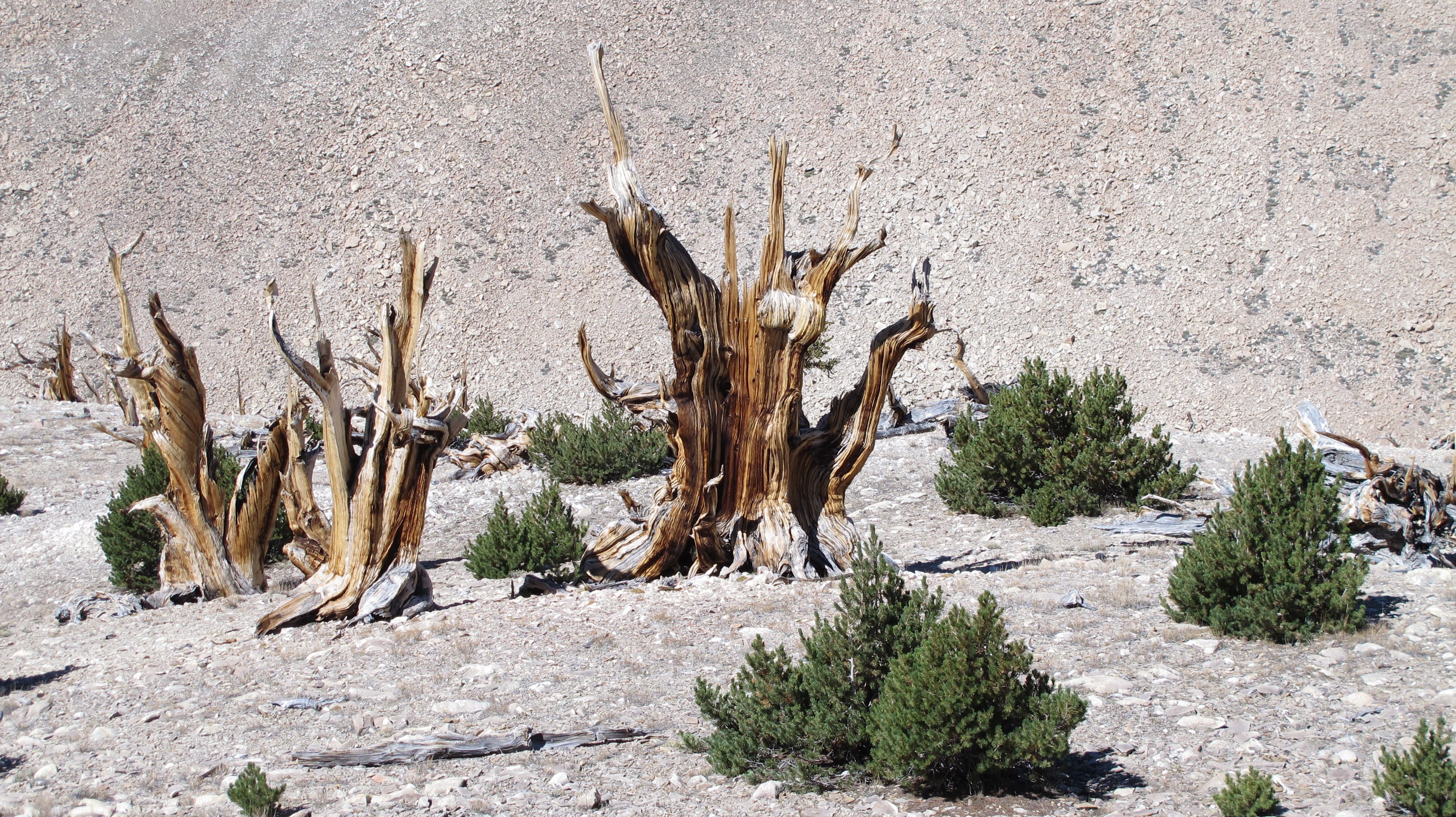 Bristlecone pines are formed by adapting to their harsh environment.
