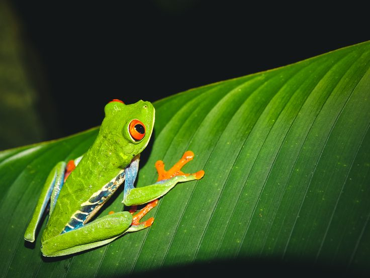 Red-eyed tree frog at night