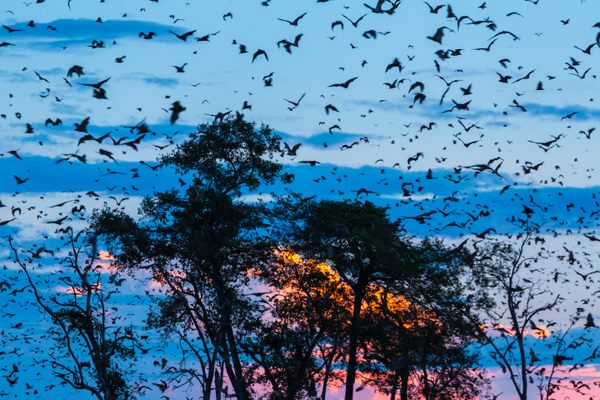Straw-colored fruit bat migration in Kasanka National Park.