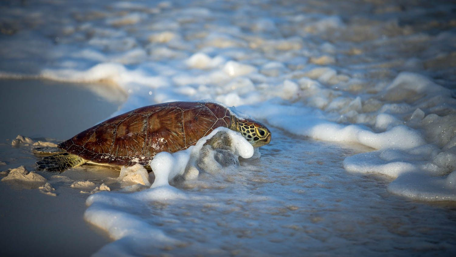 A Hawksbill turtle makes its way back into the ocean in Watamu, Kenya.