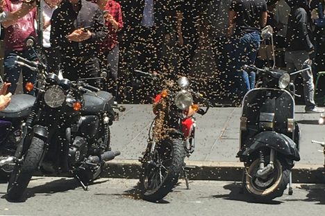 What Happens When a Queen Bee Decides to Ride a Motorcycle