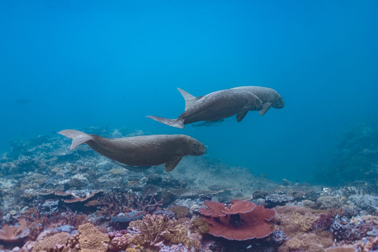 There are “probably few hundred dugongs” in Vanuatu, but exact population numbers remain unknown.
