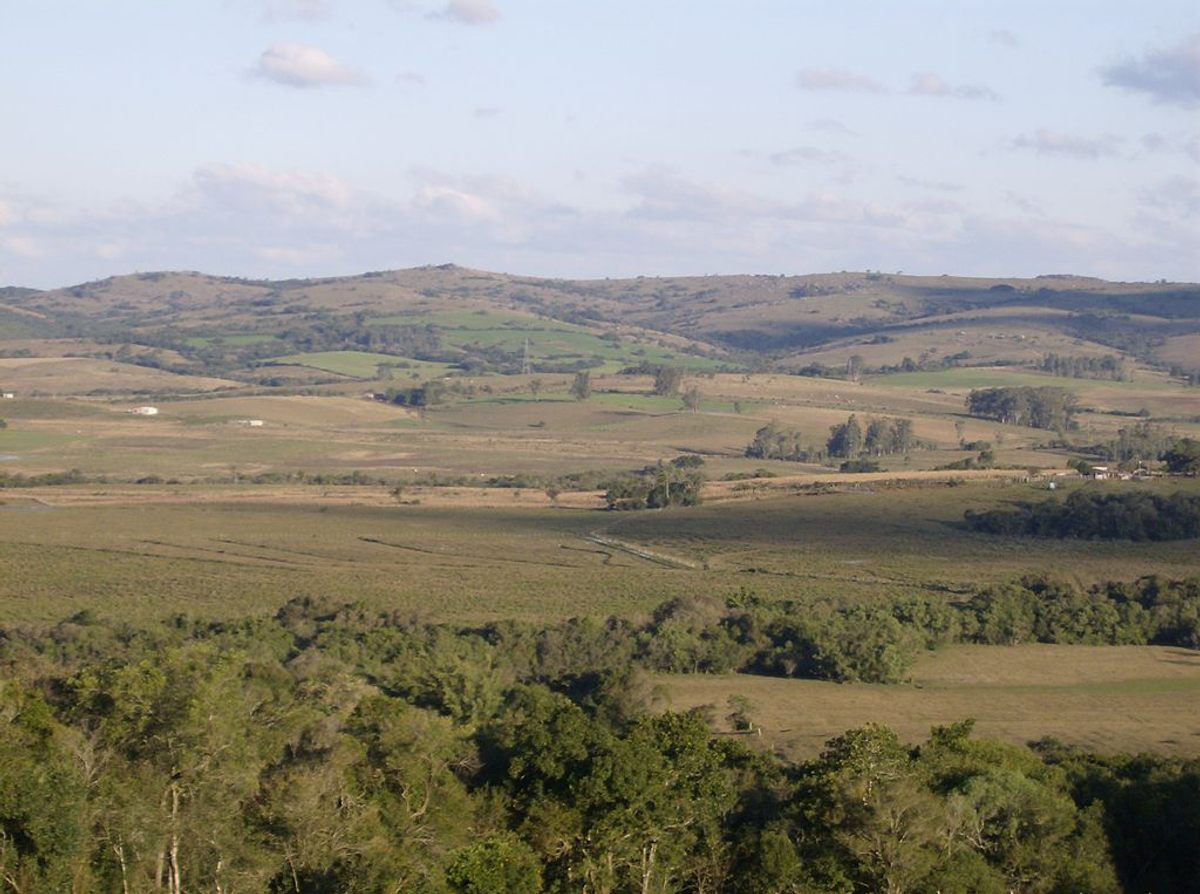 The grasslands of South America's pampa are under pressure from agriculture.