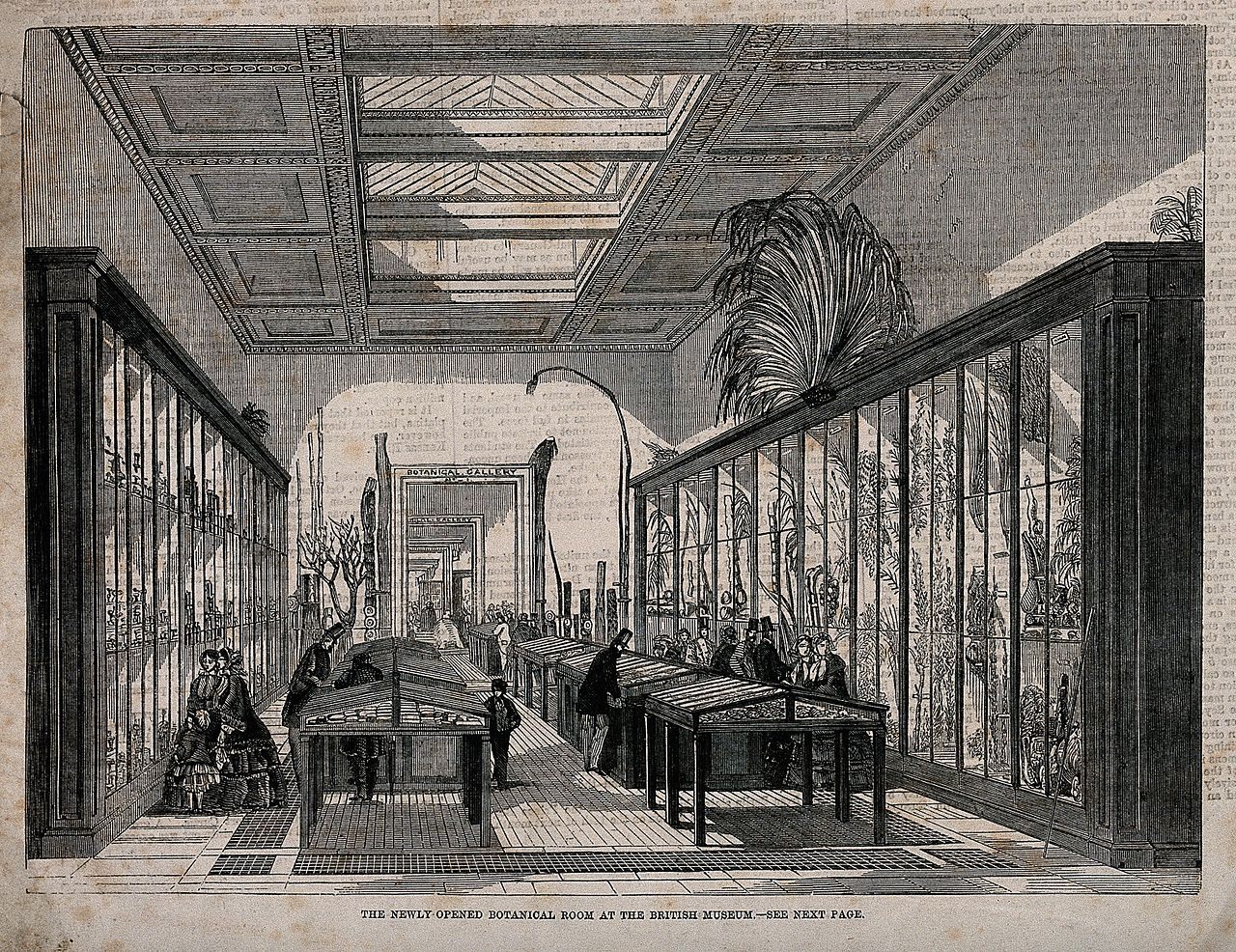 A giant fern overlooks the British Museum's Botanical Room, 1858.