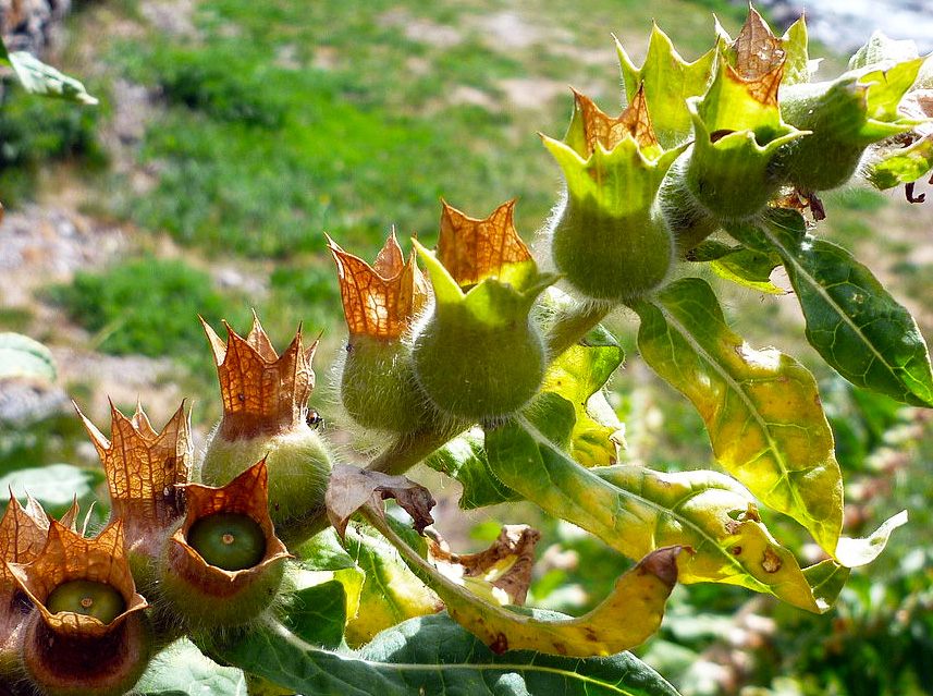 <em>Hyoscyamus niger</em>, or henbane.