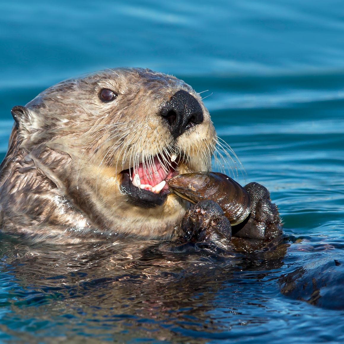 Sea otter eating mussel.