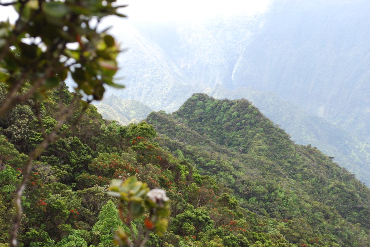 Kauaʻi's wet forest, <em>C. kuhihewa</em>'s preferred habitat.