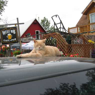 Mayor Stubbs