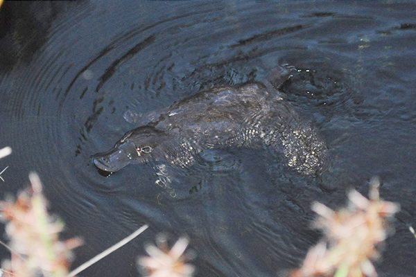 In Brisbane, platypuses are getting harder to find.